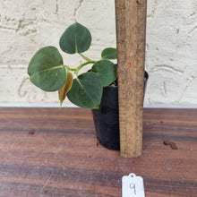 Load image into Gallery viewer, #9 Philodendron Lupinum