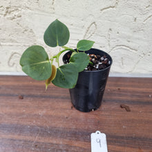 Load image into Gallery viewer, #9 Philodendron Lupinum