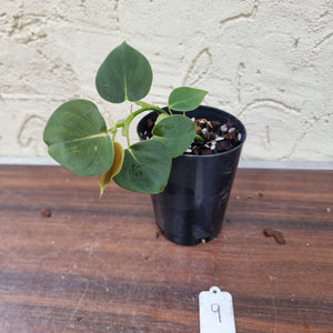 #9 Philodendron Lupinum