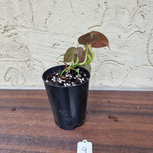 Load image into Gallery viewer, #9 Philodendron Lupinum