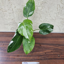 Load image into Gallery viewer, #703 Philodendron White Princess - Rootes tip cutting