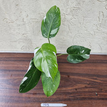 Load image into Gallery viewer, #703 Philodendron White Princess - Rootes tip cutting