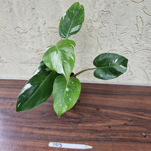 Load image into Gallery viewer, #703 Philodendron White Princess - Rootes tip cutting
