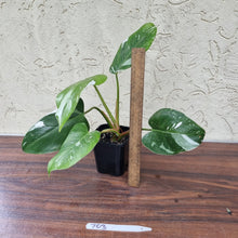 Load image into Gallery viewer, #703 Philodendron White Princess - Rootes tip cutting