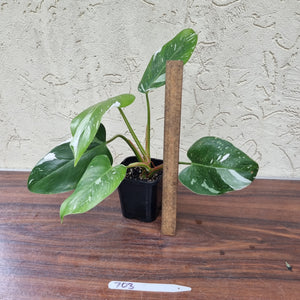 #703 Philodendron White Princess - Rootes tip cutting