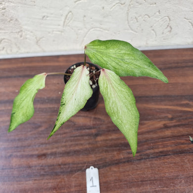 #1 Caladium Bulb