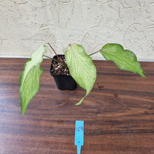 Load image into Gallery viewer, #109 Caladium Bulb