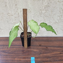 Load image into Gallery viewer, #109 Caladium Bulb