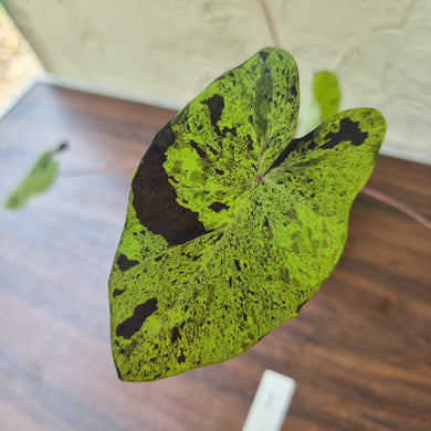 #1 Colocasia Mojito BULB