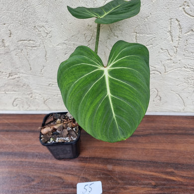 #55 Philodendron Gloriosum