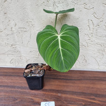 Load image into Gallery viewer, #55 Philodendron Gloriosum