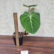 Load image into Gallery viewer, #55 Philodendron Gloriosum