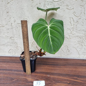 #55 Philodendron Gloriosum