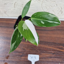 Load image into Gallery viewer, #303 Philodendron White Princess