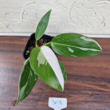 Load image into Gallery viewer, #303 Philodendron White Princess