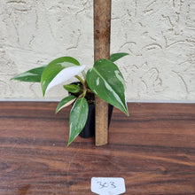 Load image into Gallery viewer, #303 Philodendron White Princess