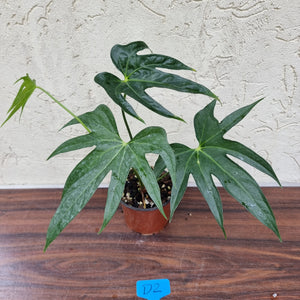 #D2 Anthurium Pedatoradiatum