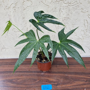 #D2 Anthurium Pedatoradiatum