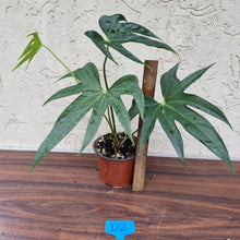 Load image into Gallery viewer, #D2 Anthurium Pedatoradiatum