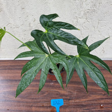 Load image into Gallery viewer, #D2 Anthurium Pedatoradiatum