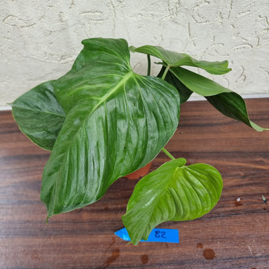#B2 Large Philodendron Sodiroi