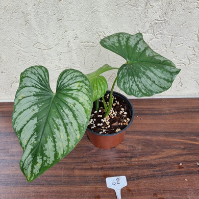 #62 Philodendron Silver Cloud