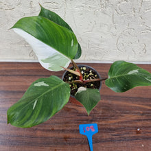 Load image into Gallery viewer, #108 Philodendron White Knight