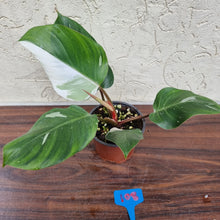 Load image into Gallery viewer, #108 Philodendron White Knight
