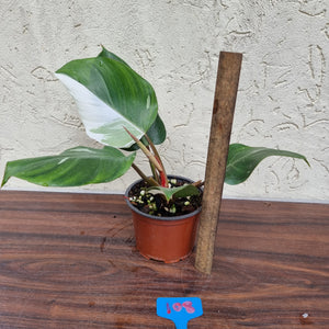 #108 Philodendron White Knight