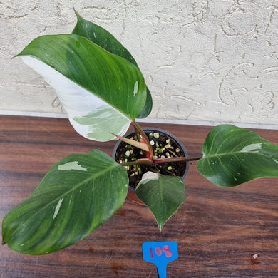 #108 Philodendron White Knight