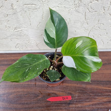 Load image into Gallery viewer, #D14 Philodendron White Knight