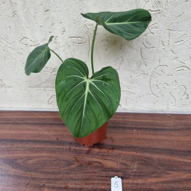 #5 Philodendron Gloriosum