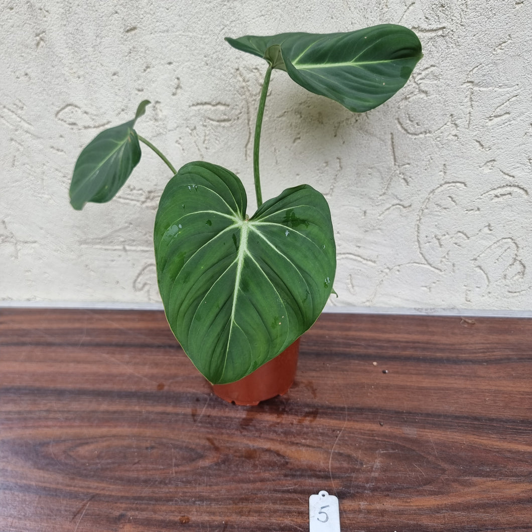 #5 Philodendron Gloriosum