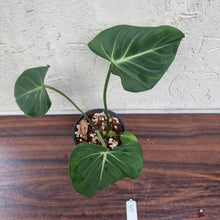 Load image into Gallery viewer, #5 Philodendron Gloriosum