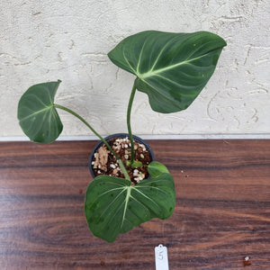 #5 Philodendron Gloriosum