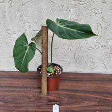 Load image into Gallery viewer, #5 Philodendron Gloriosum
