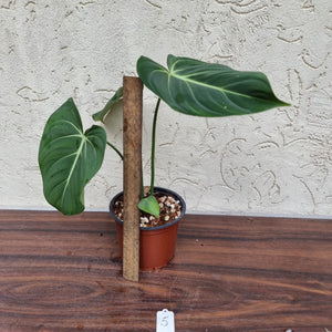 #5 Philodendron Gloriosum