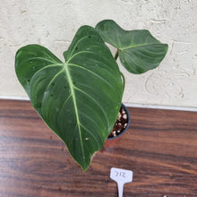 Load image into Gallery viewer, #712 Philodendron Gloriosum
