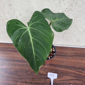 #712 Philodendron Gloriosum