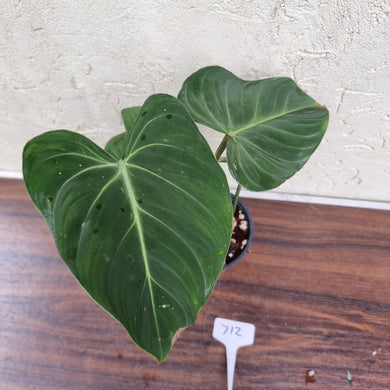 #712 Philodendron Gloriosum
