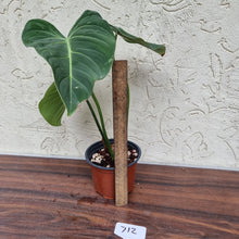 Load image into Gallery viewer, #712 Philodendron Gloriosum