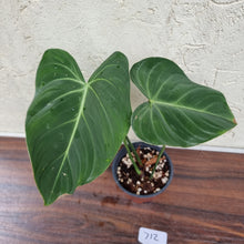 Load image into Gallery viewer, #712 Philodendron Gloriosum