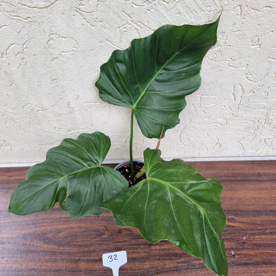 #32 Philodendron Corsinianum / 'Bronze Shield'