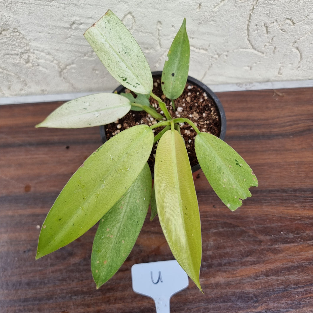 #U Philodendron Whipple Way
