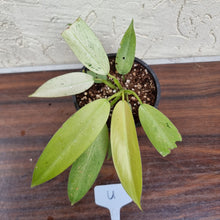 Load image into Gallery viewer, #U Philodendron Whipple Way