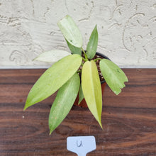 Load image into Gallery viewer, #U Philodendron Whipple Way