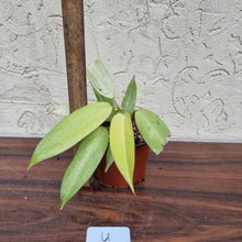 Load image into Gallery viewer, #U Philodendron Whipple Way