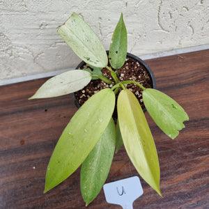 #U Philodendron Whipple Way