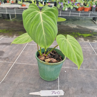 #740 Philodendron Gloriosum