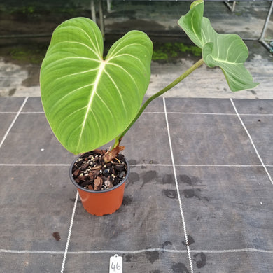 #46 Philodendron Gloriosum